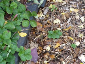 Strawberry Shenanigans