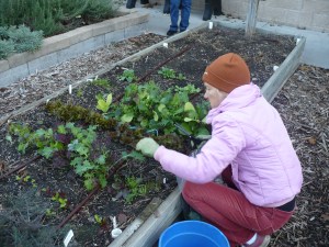 Cut and Come Again Cut and Come Again