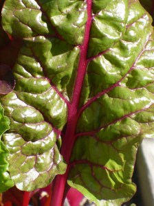 More Chard