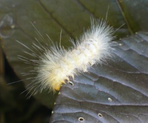 White Caterpillar