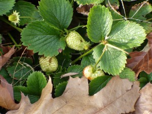 Strawberries with leaf