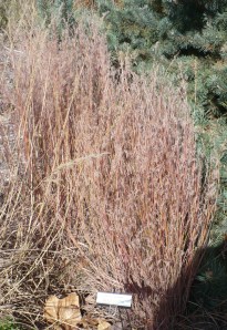 'The Blue' Little Bluestem