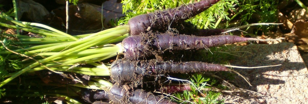 This is Plant a Row for the Hungry&nbsp;Week!