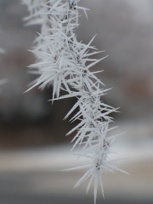 Frosted Twig