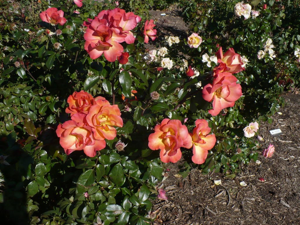 Friday PhotoEssay & Link&nbsp;Around