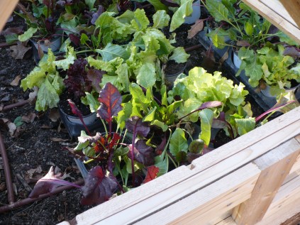Leftovers Under the Cold Frame