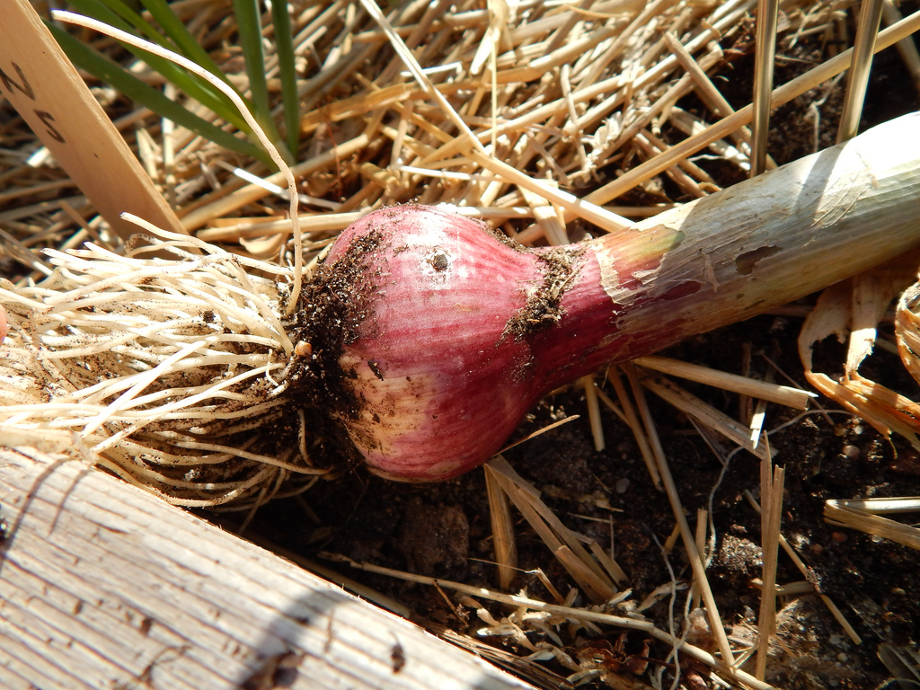 Checking Up on the Garlic&nbsp;Trial