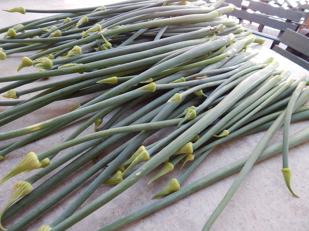 Checking Up on the Shallot&nbsp;Trial