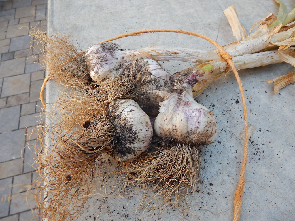 More Garlic to&nbsp;Harvest