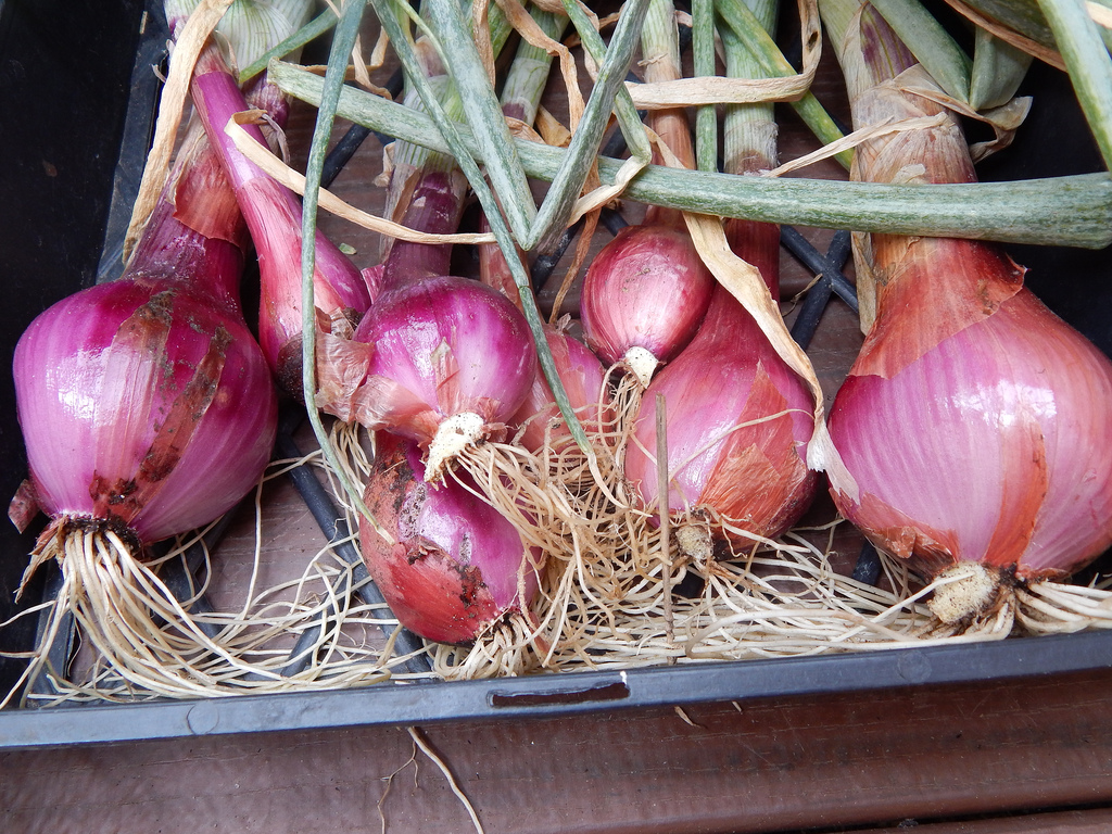 Tuesday Garlic & Shallot&nbsp;Harvest