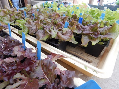 25404449433_c378bb3257