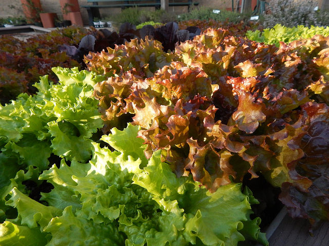 26364992670_f2fdcc663a_z