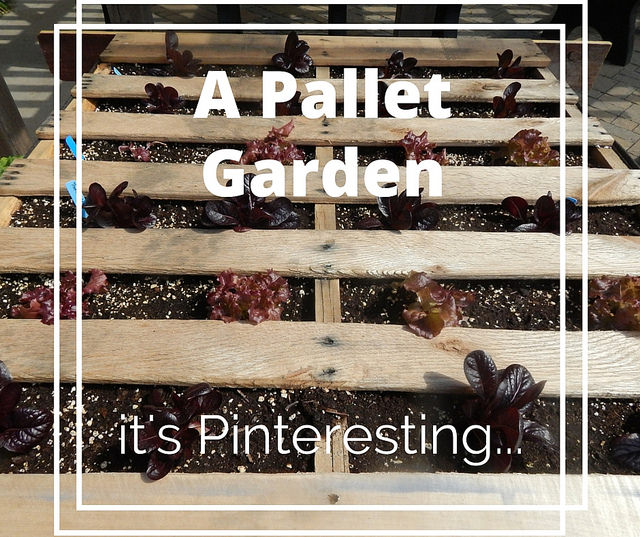 A Pallet Garden…It’s Pinteresting