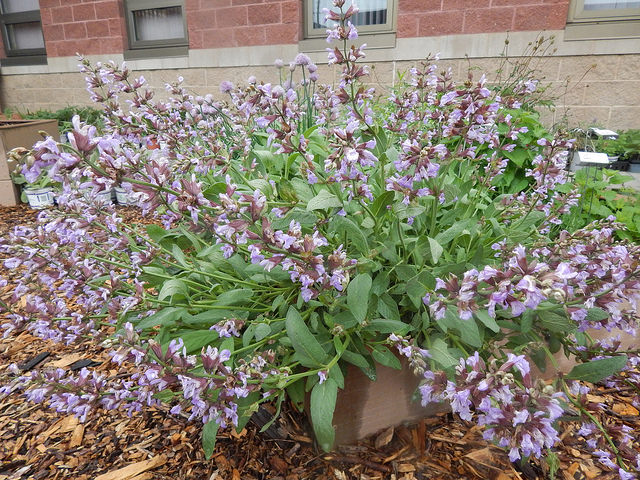 26620365202_f9fcdea66f_z