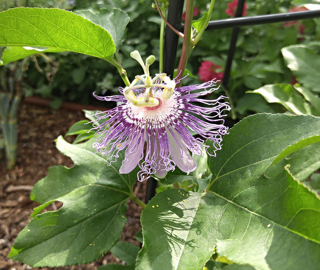 28222032172_6fcf0435ef_z