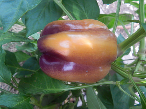 Friday PhotoEssay – August 5,&nbsp;2016