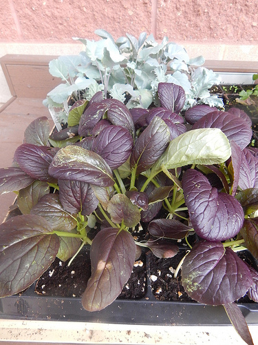 28637375082_2a128d6b64