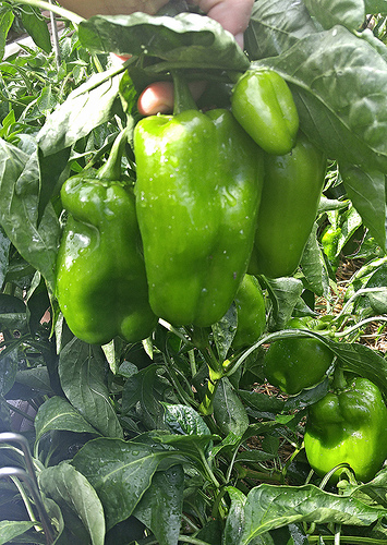 28724413784_647eaccb2f