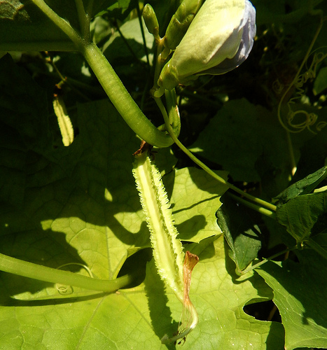 29307916766_ef455eb214