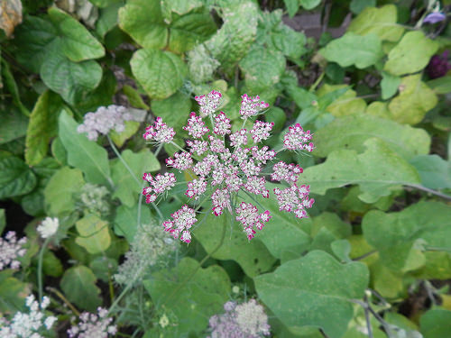 29793656061_e0dc1c5068