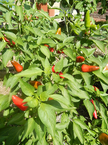 28391908363_eaed41cca2