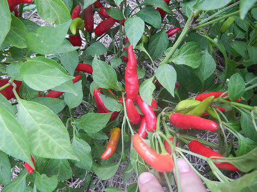 28742589595_ca69709c78