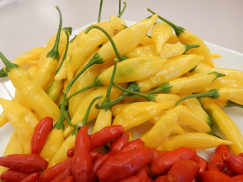 Hot Pepper Garden: What Did Well, What Did&nbsp;Not