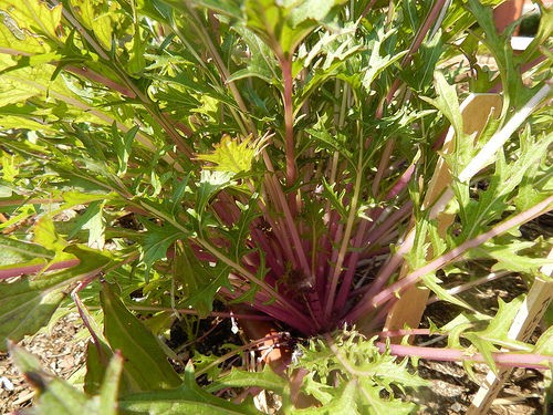 26973845303_fcd613e2ef