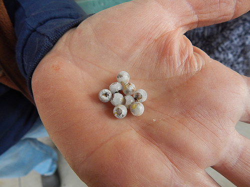 33742361035_ea89ed1edf