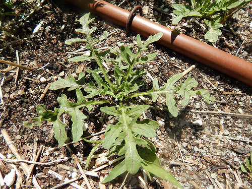 33807915973_5304bb488a