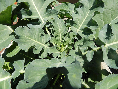 33807921763_c929f5e276