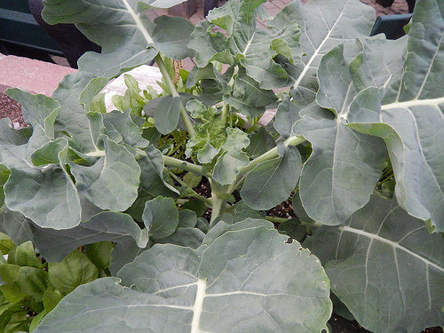 34433386646_08ab0150e4