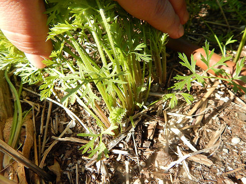 34591910851_658f220b44