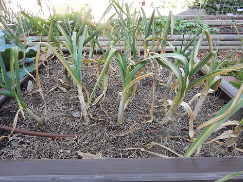 34240537783_7d3f4cfd73