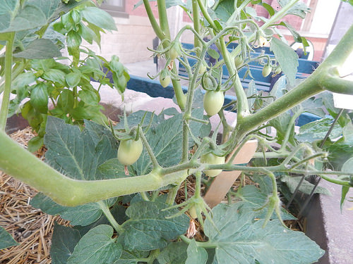 35031896952_29eb30a54f