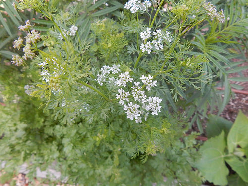 35066831521_d687b007c7