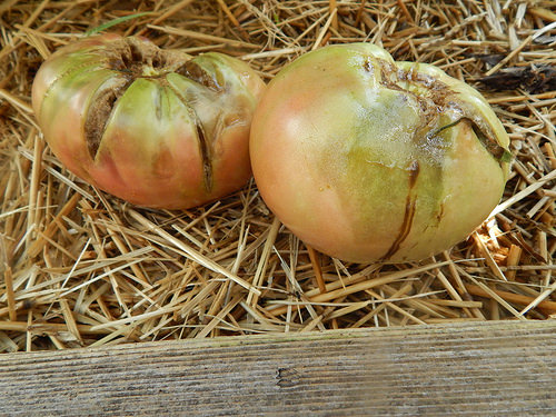 35753076982_ce27e7cb2f