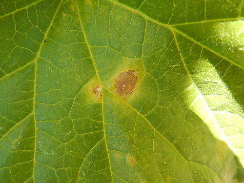 35922852285_939c99aebf