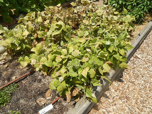 35922889015_c4d51fa281