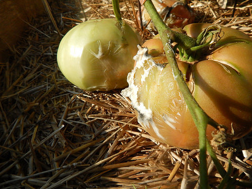 36182044166_ffe1e27624