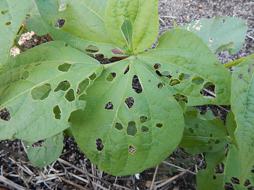 41689429815_1881f2eef7