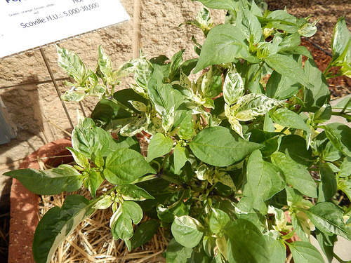 42626524332_0eaf927909