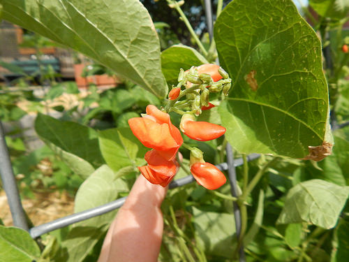 42626527292_d8b49b7ce1