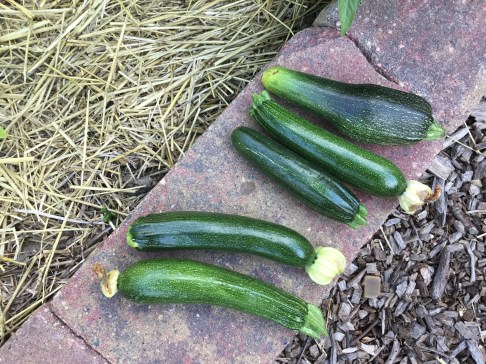 zucchini