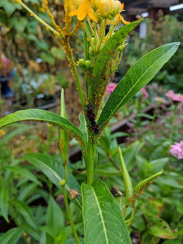 43766023875_3ca52f18e3