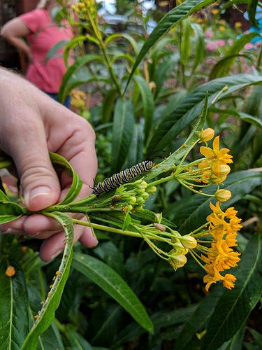 44625915202_b52652e825