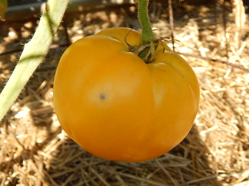 Chef's Choice Orange tomato