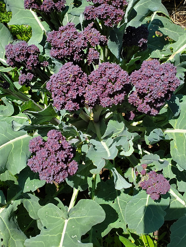 49949016143_170feb2b8b