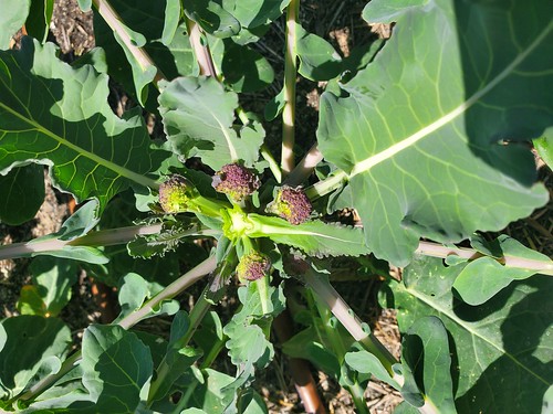 49949488156_135742dc9a