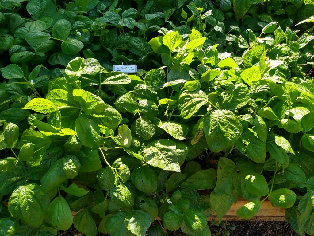 Beans: from garden to&nbsp;plate